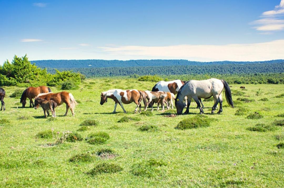 Casa Rural Artaza Eksteriør bilde